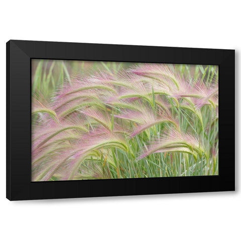 Foxtail Barley I Black Modern Wood Framed Art Print with Double Matting by Mahan, Kathy