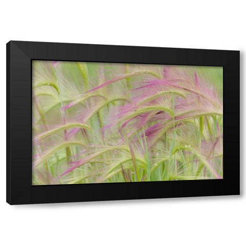 Foxtail Barley II Black Modern Wood Framed Art Print with Double Matting by Mahan, Kathy