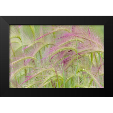 Foxtail Barley II Black Modern Wood Framed Art Print by Mahan, Kathy