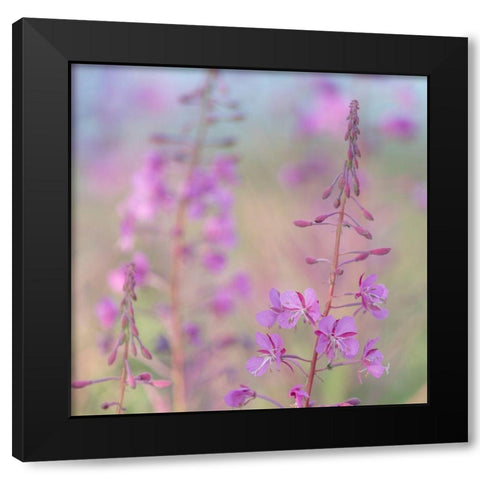 Fireweed I Black Modern Wood Framed Art Print with Double Matting by Mahan, Kathy