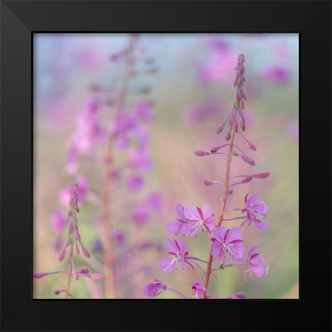 Fireweed I Black Modern Wood Framed Art Print by Mahan, Kathy