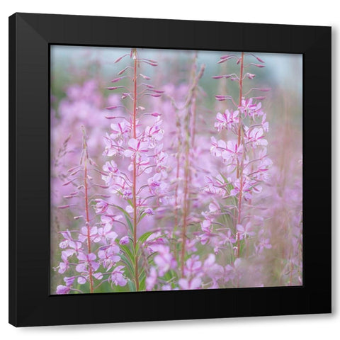 Fireweed II Black Modern Wood Framed Art Print with Double Matting by Mahan, Kathy
