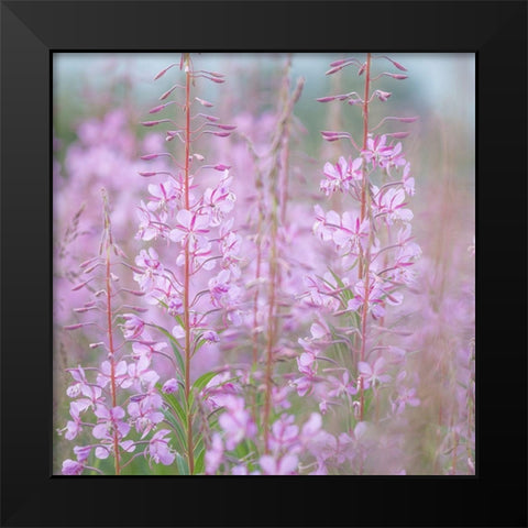 Fireweed II Black Modern Wood Framed Art Print by Mahan, Kathy