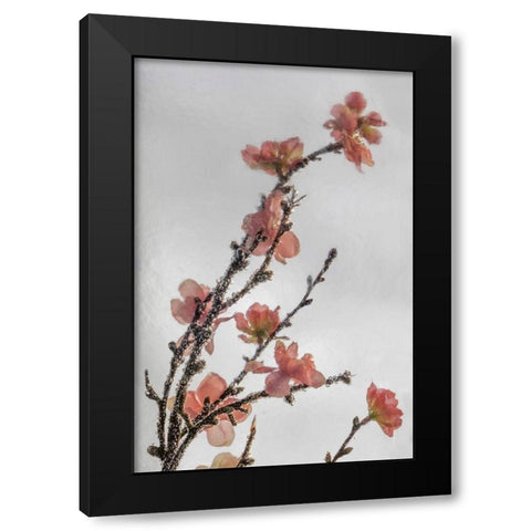 Frozen Flowers II Black Modern Wood Framed Art Print with Double Matting by Mahan, Kathy