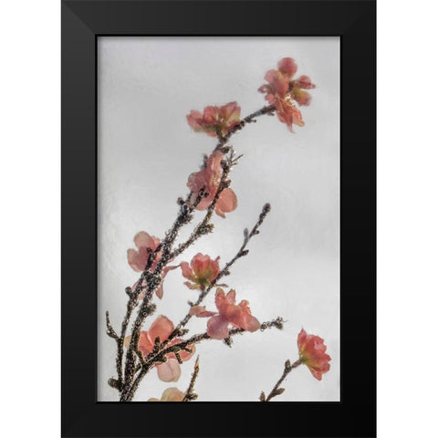 Frozen Flowers II Black Modern Wood Framed Art Print by Mahan, Kathy