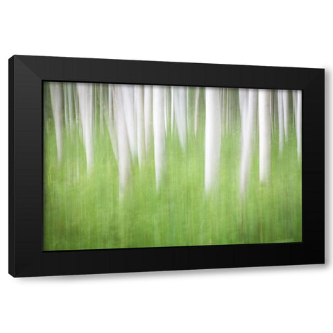 Birch in Motion Black Modern Wood Framed Art Print with Double Matting by Mahan, Kathy