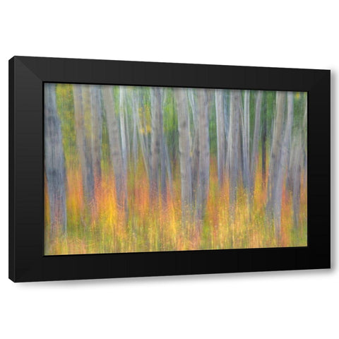Aspen in Motion I Black Modern Wood Framed Art Print with Double Matting by Mahan, Kathy