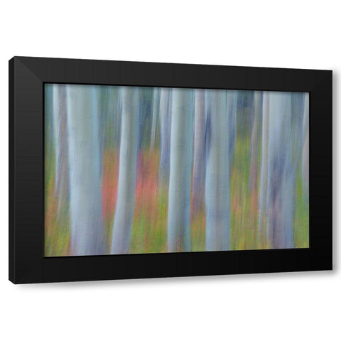 Aspen in Motion II Black Modern Wood Framed Art Print by Mahan, Kathy