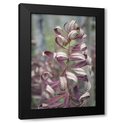 Fireweed in Fall I Black Modern Wood Framed Art Print with Double Matting by Mahan, Kathy