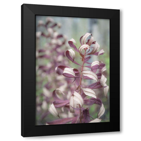 Fireweed in Fall II Black Modern Wood Framed Art Print with Double Matting by Mahan, Kathy