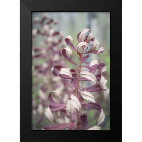Fireweed in Fall II Black Modern Wood Framed Art Print by Mahan, Kathy