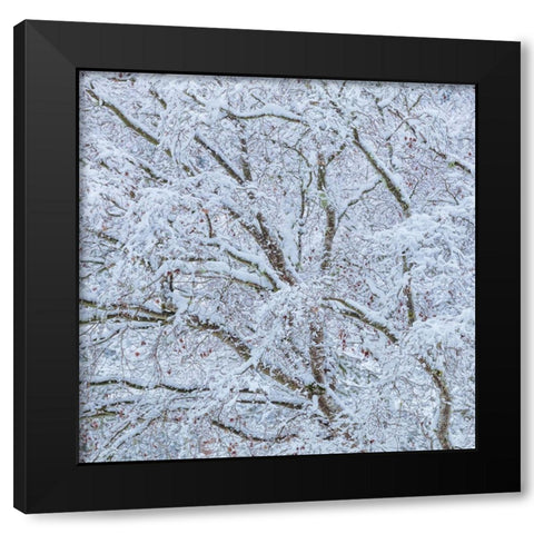 Snow Covered Trees I Black Modern Wood Framed Art Print with Double Matting by Mahan, Kathy
