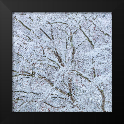 Snow Covered Trees I Black Modern Wood Framed Art Print by Mahan, Kathy