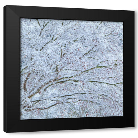 Snow Covered Trees II Black Modern Wood Framed Art Print with Double Matting by Mahan, Kathy