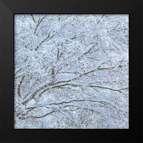Snow Covered Trees II Black Modern Wood Framed Art Print by Mahan, Kathy