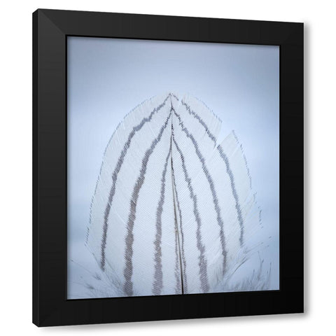 Feather Study II Black Modern Wood Framed Art Print by Mahan, Kathy
