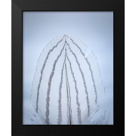 Feather Study II Black Modern Wood Framed Art Print by Mahan, Kathy