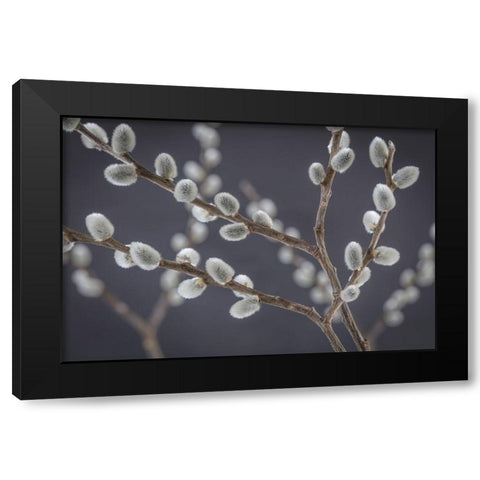 Pussy Willows I Black Modern Wood Framed Art Print with Double Matting by Mahan, Kathy