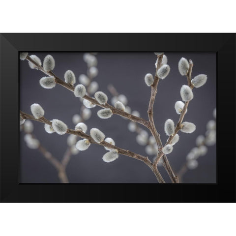 Pussy Willows I Black Modern Wood Framed Art Print by Mahan, Kathy