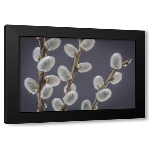 Pussy Willows II Black Modern Wood Framed Art Print with Double Matting by Mahan, Kathy