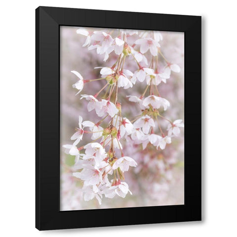 Soft Cherry Blossoms I Black Modern Wood Framed Art Print with Double Matting by Mahan, Kathy