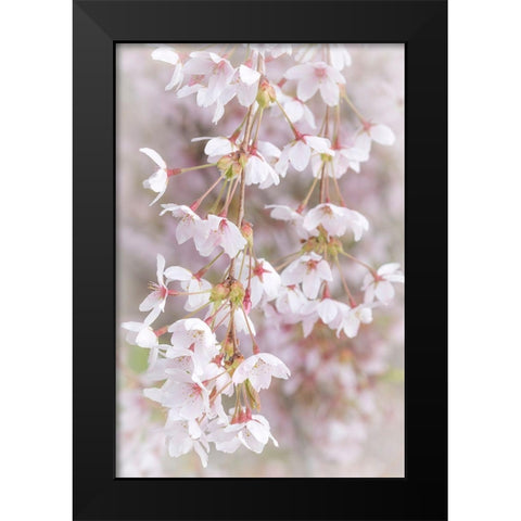 Soft Cherry Blossoms I Black Modern Wood Framed Art Print by Mahan, Kathy