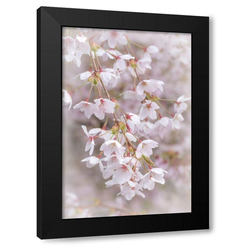 Soft Cherry Blossoms II Black Modern Wood Framed Art Print with Double Matting by Mahan, Kathy
