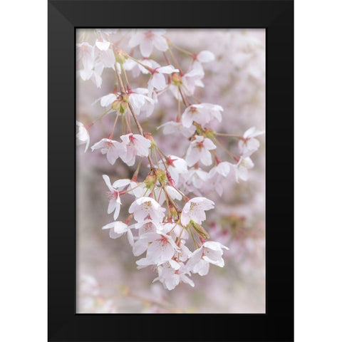 Soft Cherry Blossoms II Black Modern Wood Framed Art Print by Mahan, Kathy
