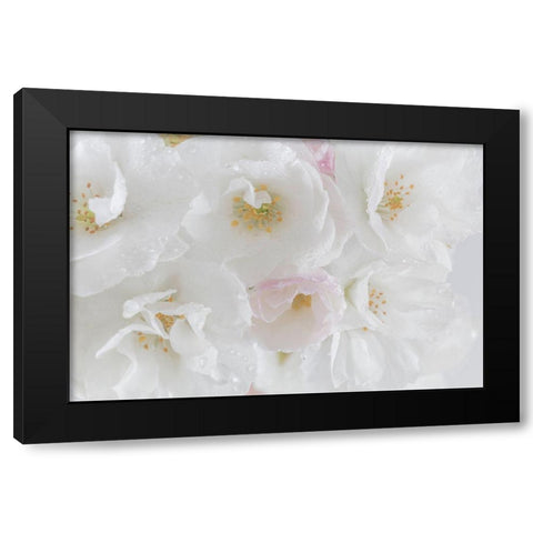 White Cherry Blossoms I Black Modern Wood Framed Art Print with Double Matting by Mahan, Kathy