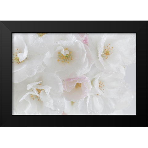 White Cherry Blossoms I Black Modern Wood Framed Art Print by Mahan, Kathy