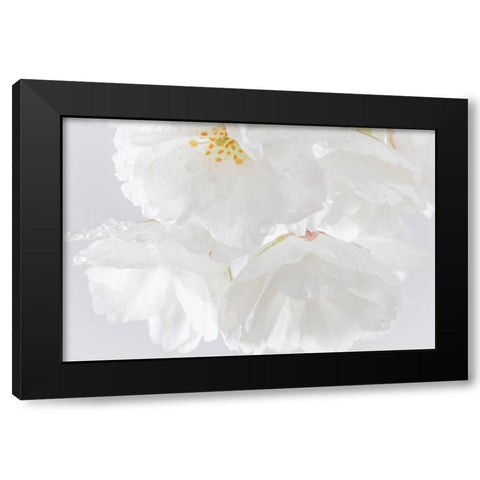 White Cherry Blossoms II Black Modern Wood Framed Art Print by Mahan, Kathy