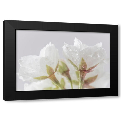 White Cherry Blossoms IV Black Modern Wood Framed Art Print by Mahan, Kathy
