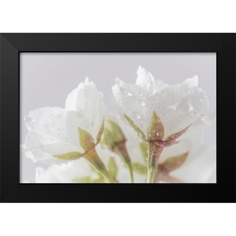 White Cherry Blossoms IV Black Modern Wood Framed Art Print by Mahan, Kathy