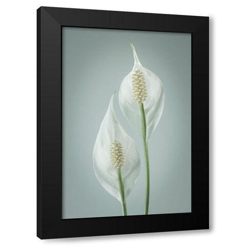 Peace Lily I Black Modern Wood Framed Art Print with Double Matting by Mahan, Kathy