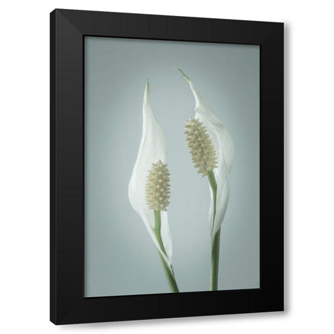 Peace Lily II Black Modern Wood Framed Art Print with Double Matting by Mahan, Kathy