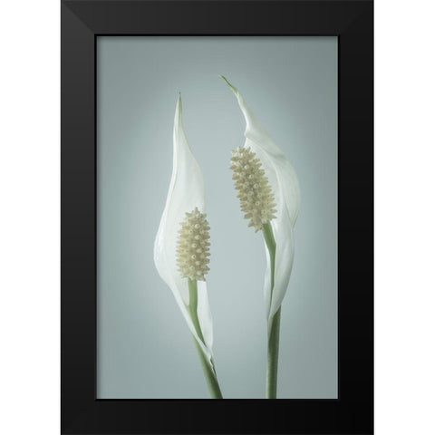 Peace Lily II Black Modern Wood Framed Art Print by Mahan, Kathy