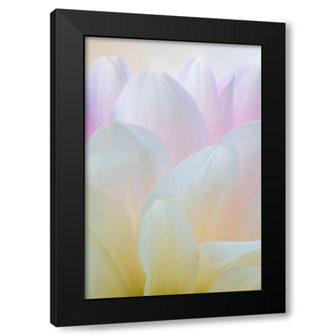 Dahlia Blossom I Black Modern Wood Framed Art Print with Double Matting by Mahan, Kathy