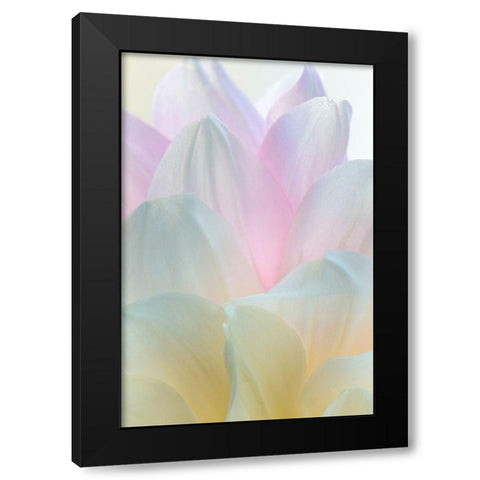 Dahlia Blossom II Black Modern Wood Framed Art Print by Mahan, Kathy