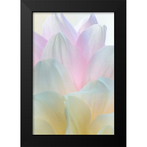 Dahlia Blossom II Black Modern Wood Framed Art Print by Mahan, Kathy
