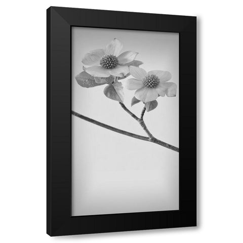 Pacific Dogwood Blossoms I Black Modern Wood Framed Art Print with Double Matting by Mahan, Kathy
