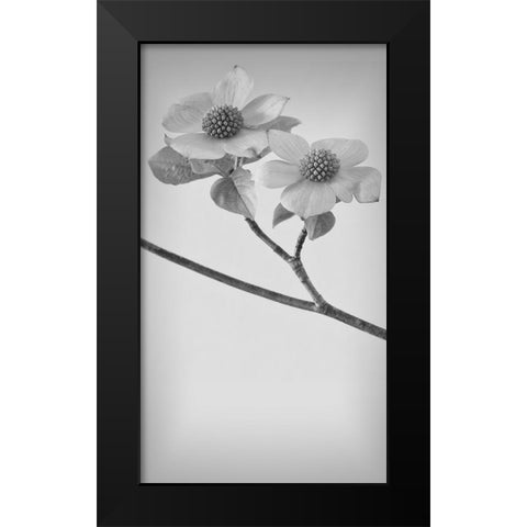 Pacific Dogwood Blossoms I Black Modern Wood Framed Art Print by Mahan, Kathy