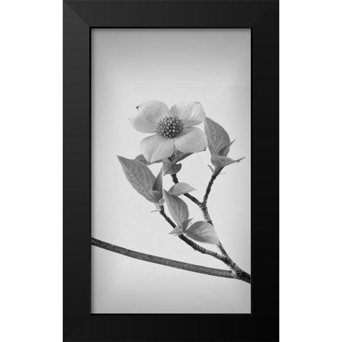 Pacific Dogwood Blossoms II Black Modern Wood Framed Art Print by Mahan, Kathy