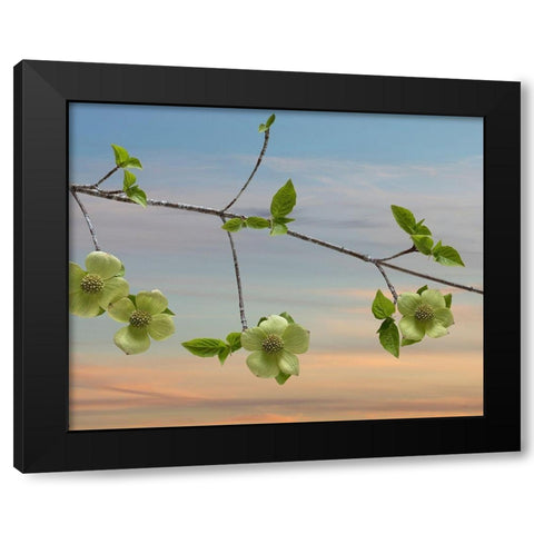Dogwood at Sunset I Black Modern Wood Framed Art Print by Mahan, Kathy