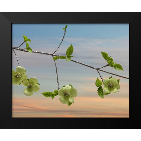 Dogwood at Sunset I Black Modern Wood Framed Art Print by Mahan, Kathy