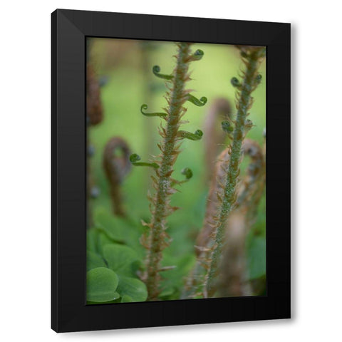 Sword Fern I Black Modern Wood Framed Art Print with Double Matting by Mahan, Kathy