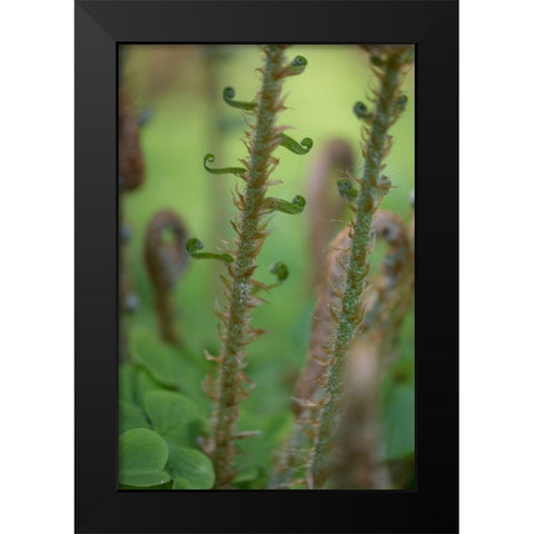 Sword Fern I Black Modern Wood Framed Art Print by Mahan, Kathy