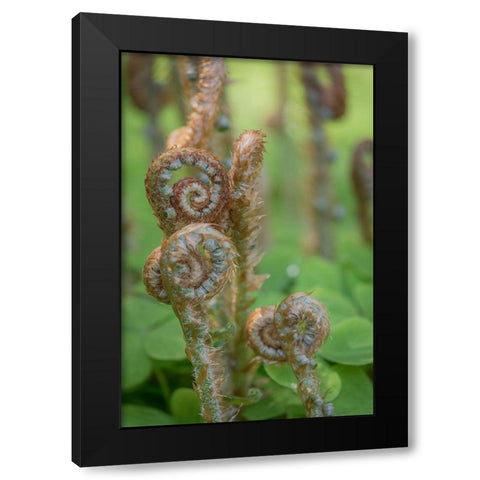 Sword Fern II Black Modern Wood Framed Art Print with Double Matting by Mahan, Kathy