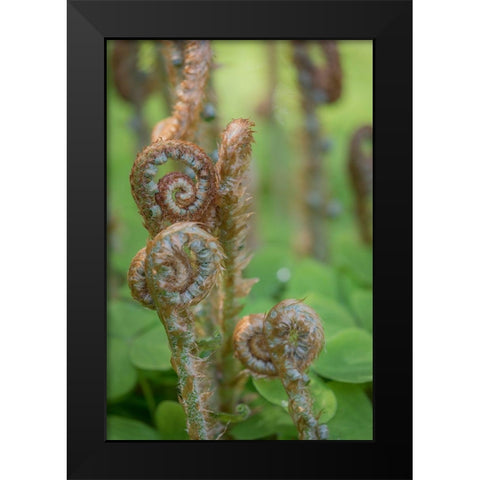 Sword Fern II Black Modern Wood Framed Art Print by Mahan, Kathy