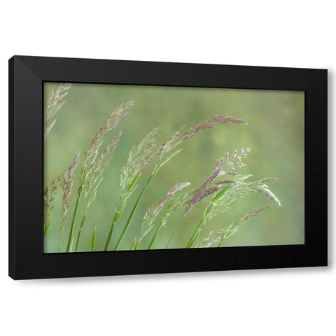 Velvet Grass I Black Modern Wood Framed Art Print by Mahan, Kathy