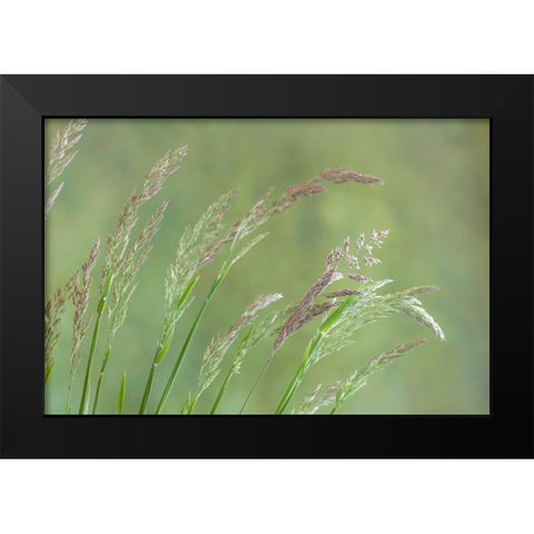 Velvet Grass I Black Modern Wood Framed Art Print by Mahan, Kathy